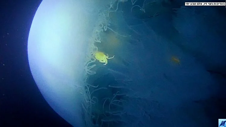 חוטית נודדת