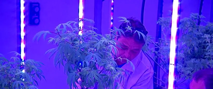 מעבדת קנאביס רפואי