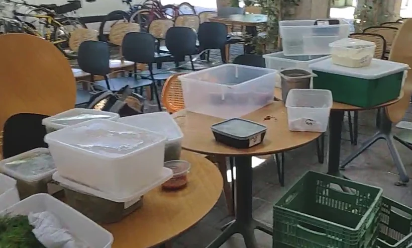 מסעדה בכיכר רבין מוציאה את הסחורה לרחוב ומחלקת לעוברים והשבים