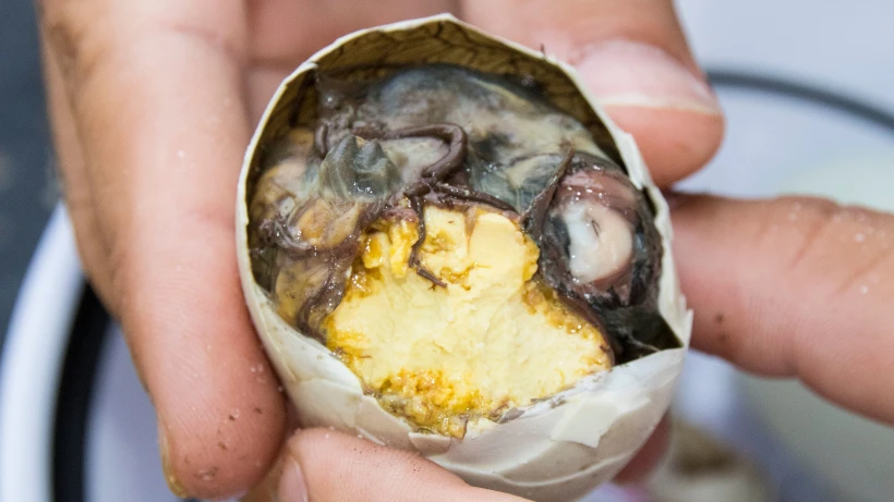 עובר ציפור - באלוט