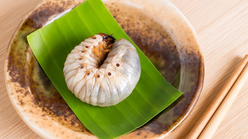 תולעת עץ הקוקוס