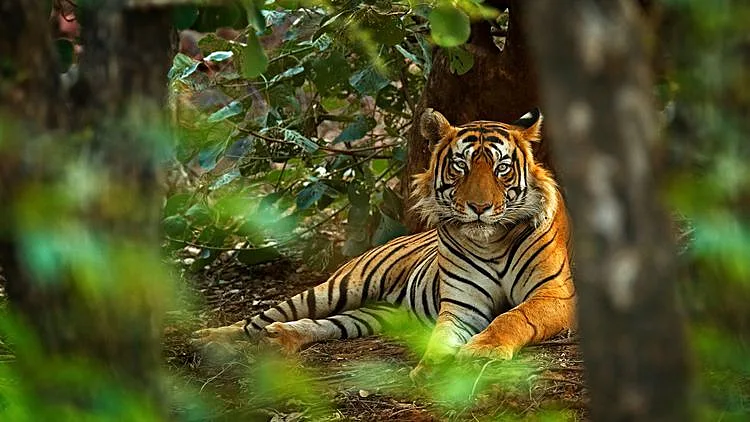 פארק הטיגרסים ברג'אסטן - Ranthambore National Park