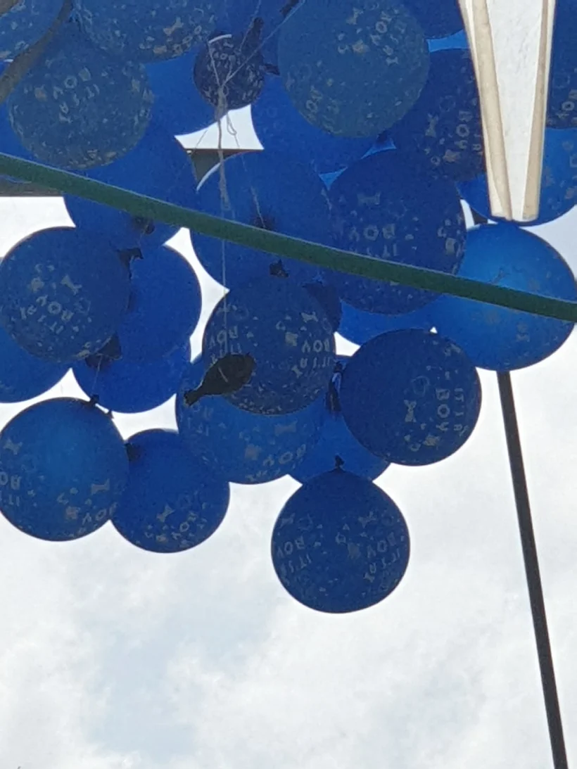 בלוני נפץ שאותרו במועצה האזורית אשכול