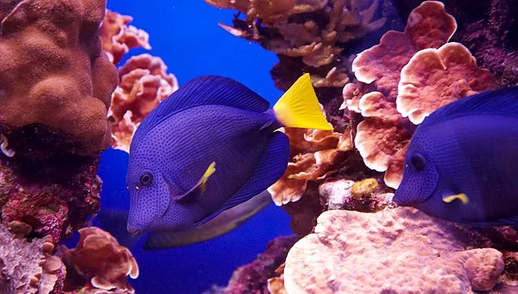 השונית באילת