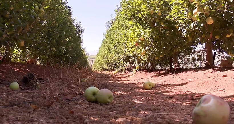 בדיקה מיוחדת: אילו חומרי הדברה יש בירקות המיובאים?