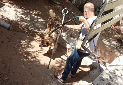 הבעלים של הכלב בזמן ביצוע פעולה עוינת כלפיו