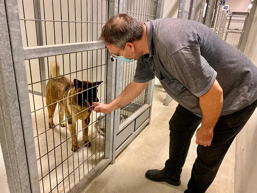 הכלב שעבר התעללות, לאחר הטיפול שקיבל בכלבייה העירונית.