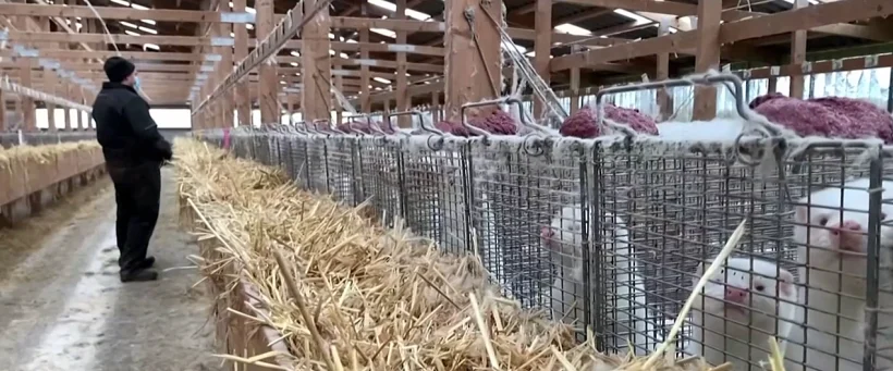 חורפנים בחוות גידול