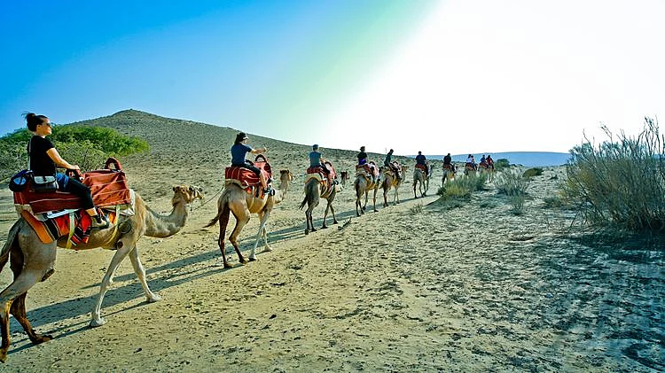 חוות הגמלים בנגב