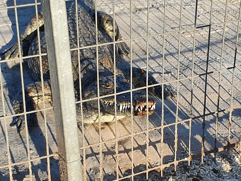 התנין שנשך ילד