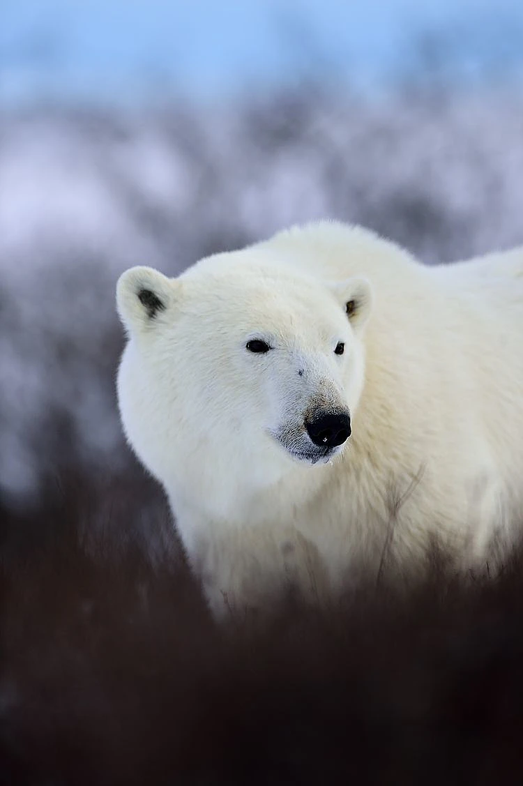 דוב קוטב, מפרץ הדסון