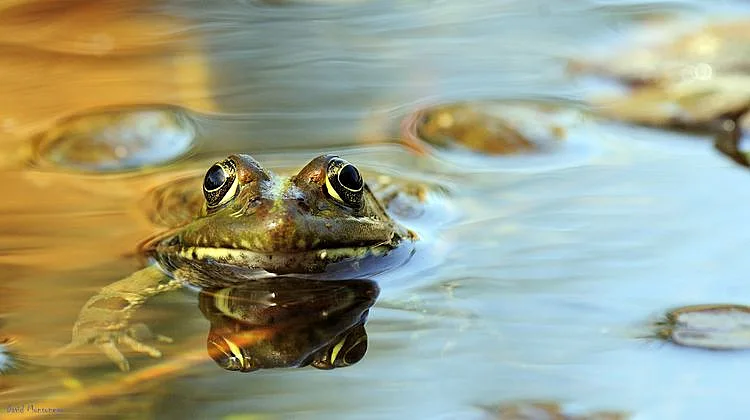 צפרדע נחלים