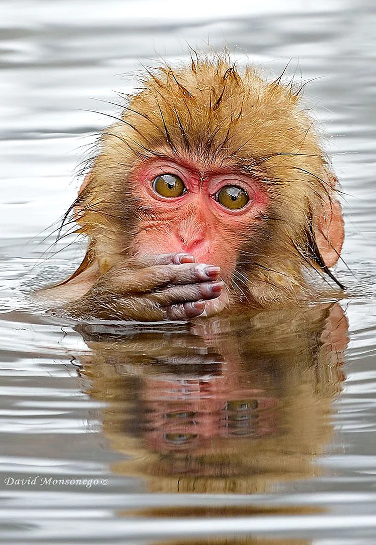 קוף מקוק יפני