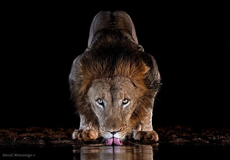 אריה, דרום אפריקה