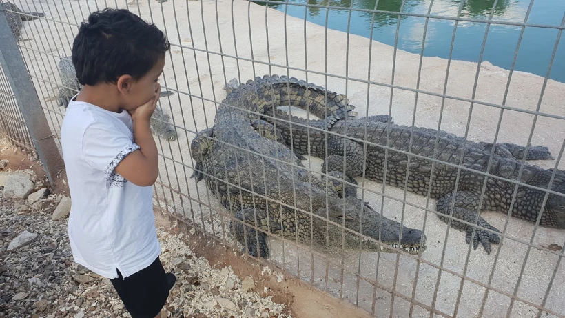 רם, בן הארבע שננשך על ידי תנין