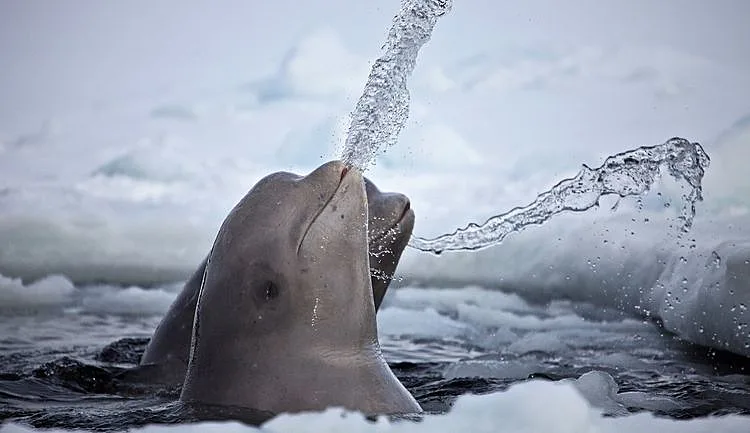 דפנה בן נון והלווייתנים