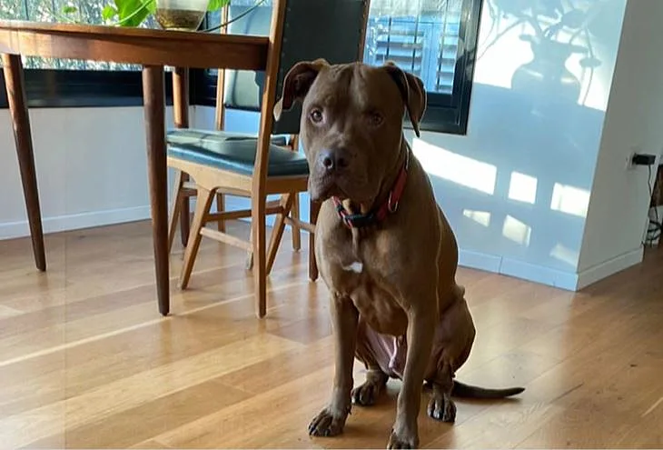 כלב שנשך פעוטה בכניסה לגן ברמת גן