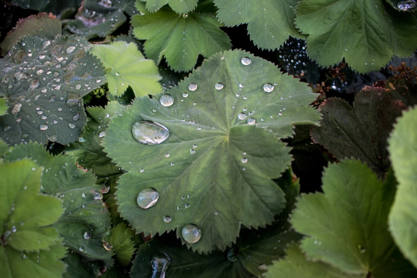עלה עם טיפות גשם