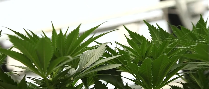 צמח הקנאביס ממנו מופק הסי בי די