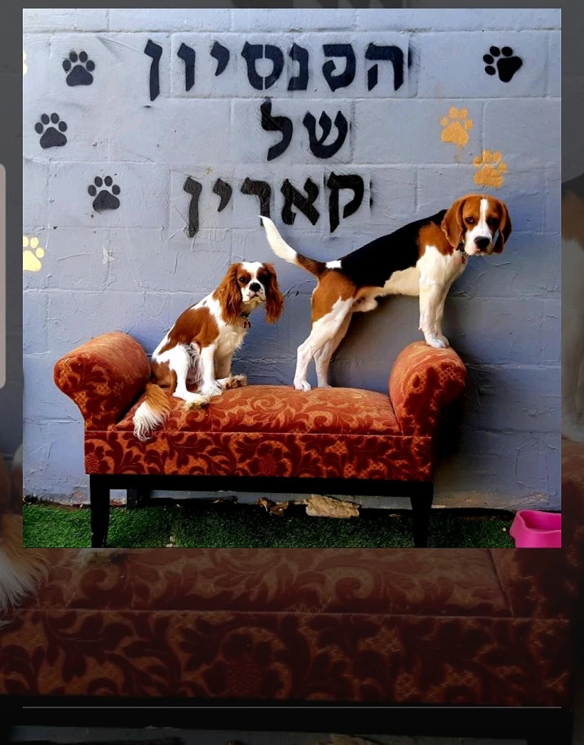 ''פנסיון מחבק ואוהב''. כלבים מדגמנים הכניסה למקום