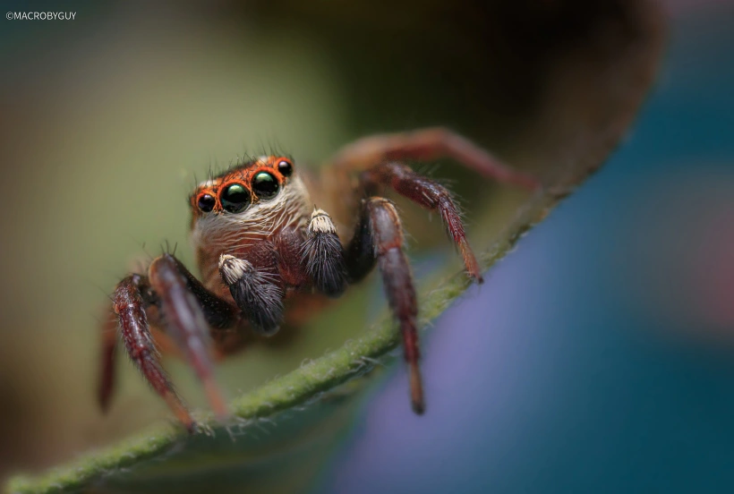 עכביש פלגרה