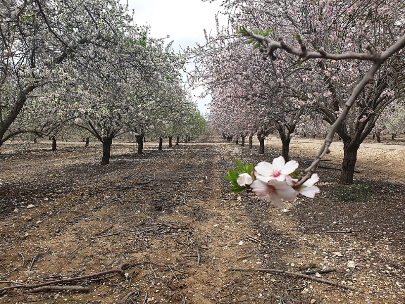 מטע השקדיות בקיבוץ נתיב הל''ה
