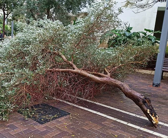 עץ קרס בתל אביב