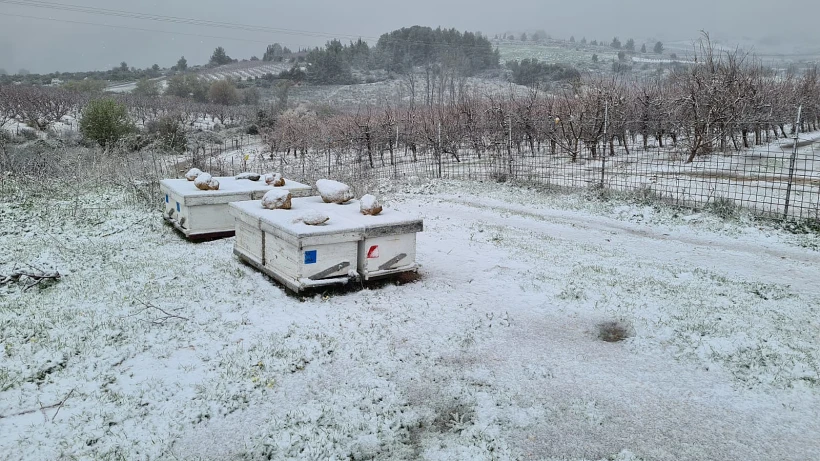 כוורות ברמת הגולן המושלגת