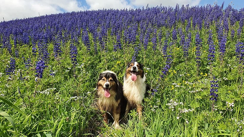 מרבדים סגולים של תורמוסים בנעורה