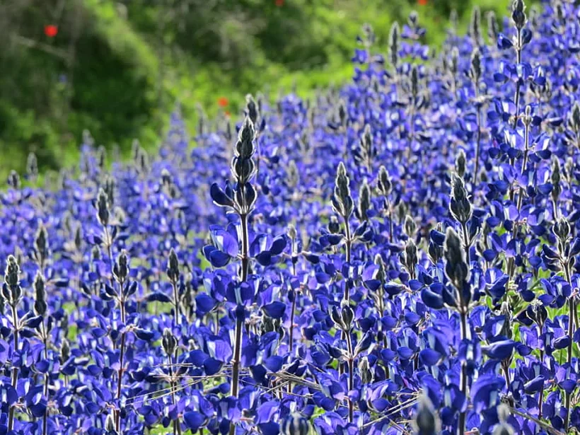 תורמוסים בנעורה