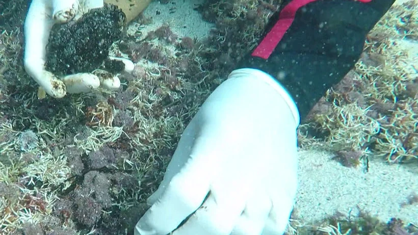 זפת מתחת למים בחופי ישראל