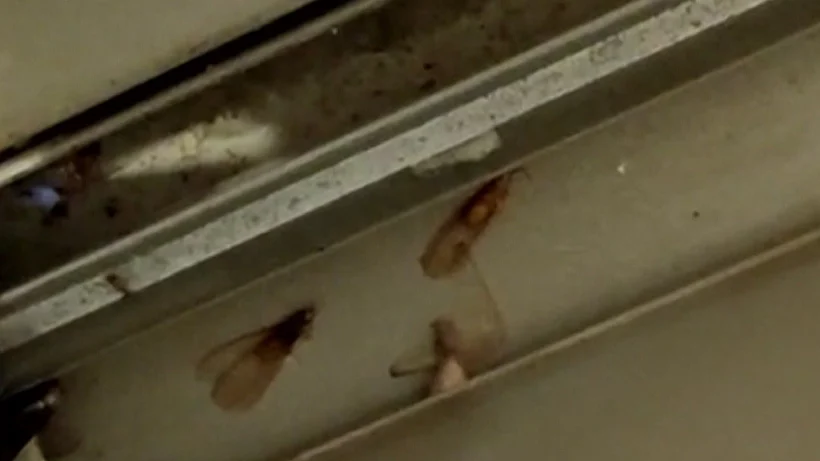 מכת טרמיטים בפתח תקווה