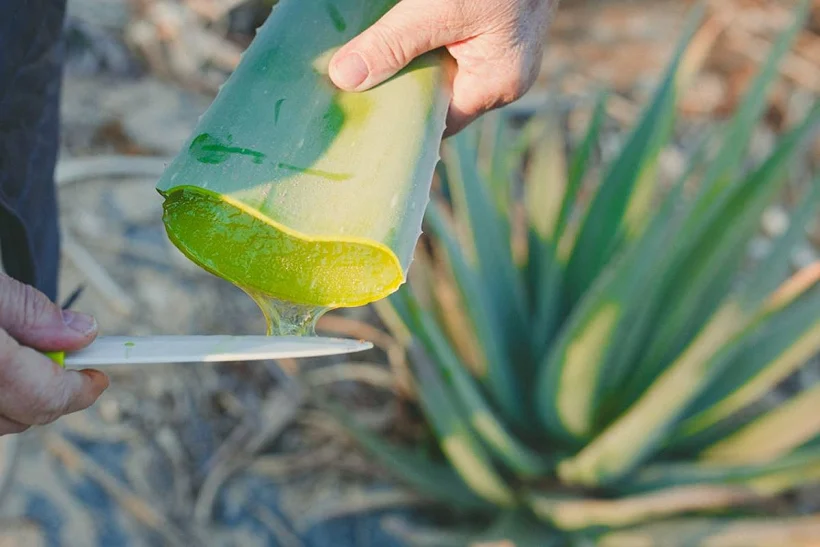 צמחי אלוורה גידול של JUST ALOE