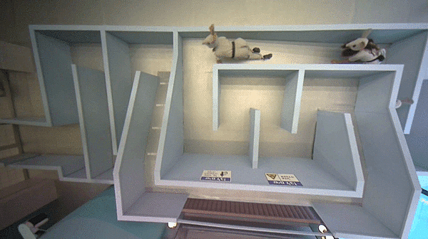 זוחלים בבית