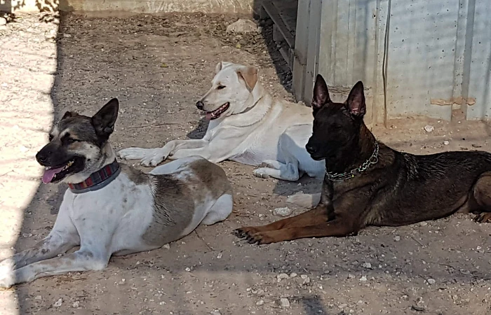 נוי כהן אילוף כלבים