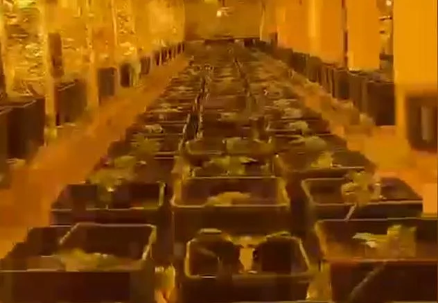 תיעוד ממנהרת קנאביס שנחשפה במושב עמיעוז