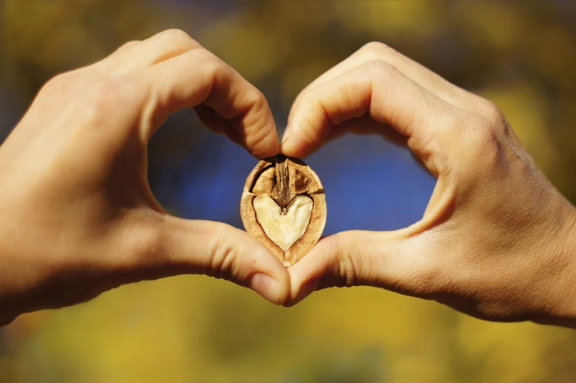 Two,hands,making,heart,sign,with,a,heart Shaped,walnut