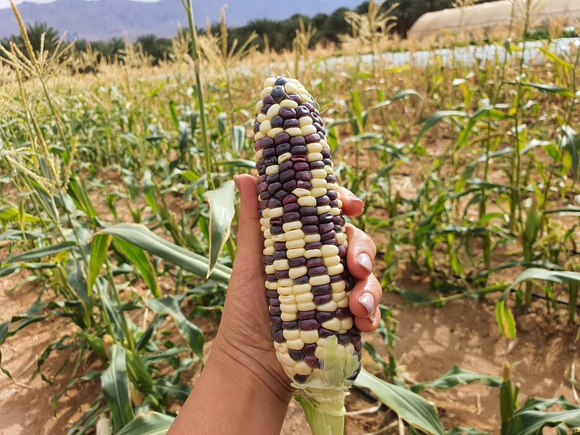 חממת חמשת החושים