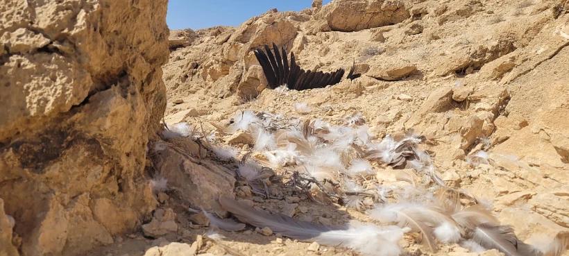 נשרים הורעלו בנחל קינה