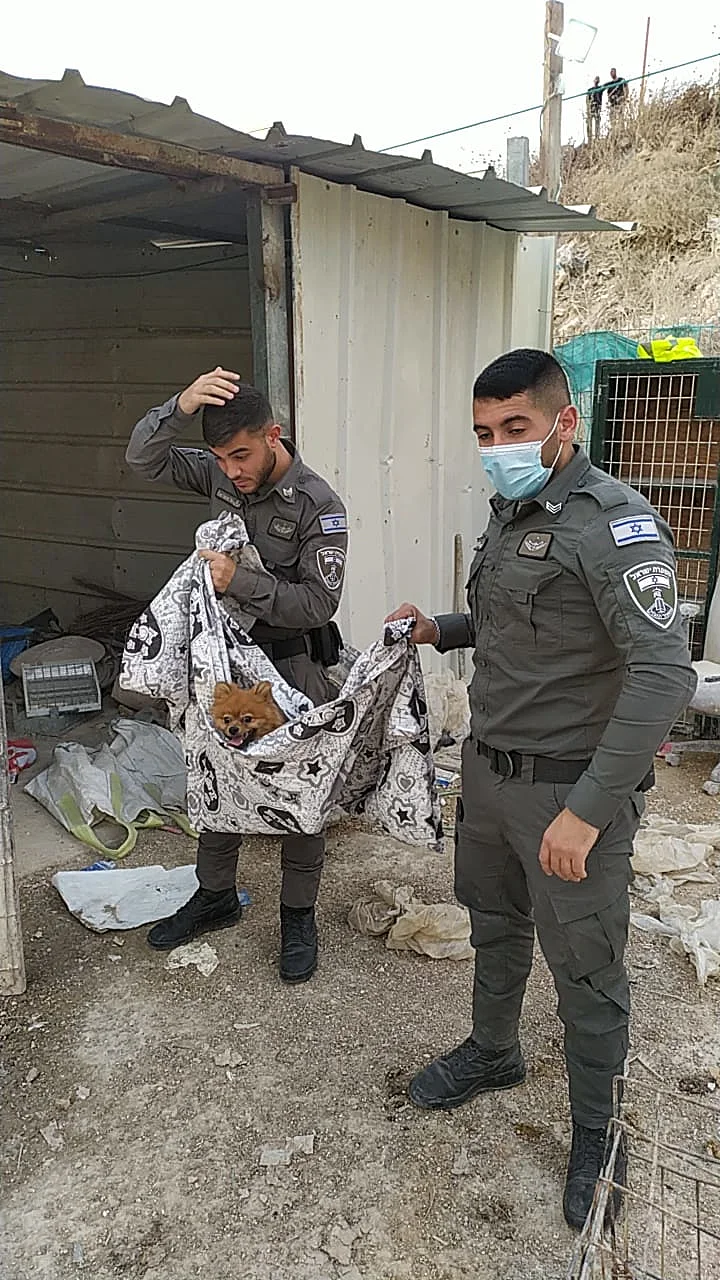 מאמצי חילוץ הכלבים מהמתחם