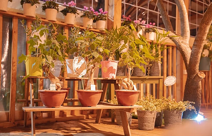 הכניסה לבית קפה ג'וחא