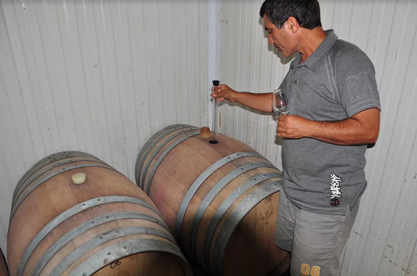 חביות היין ביקב סקוריה