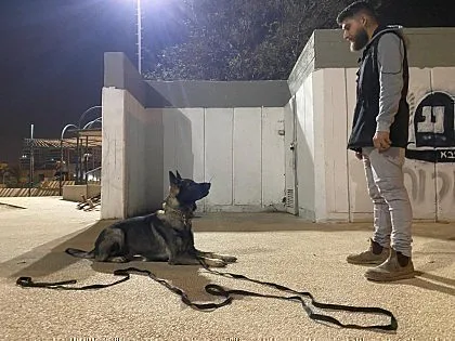 אילוף של דרור גל