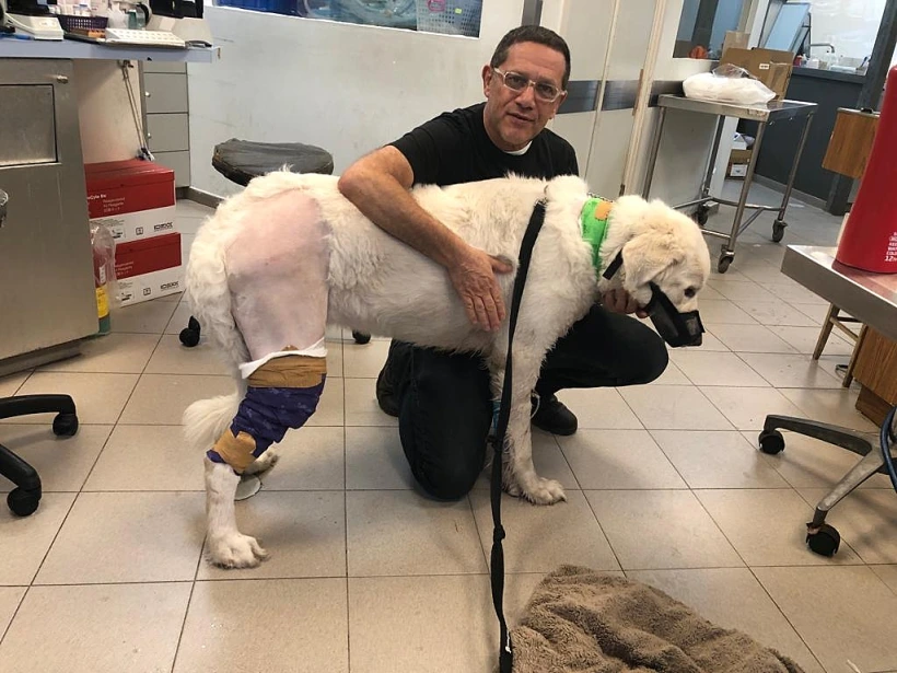 בית החולים הוטרינרי - ד''ר שרון שגב ברמת גן