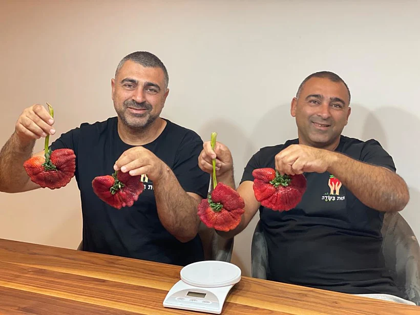 האחים אריאל עם התותים של המשק ''תות בשדב - משק אריאל''