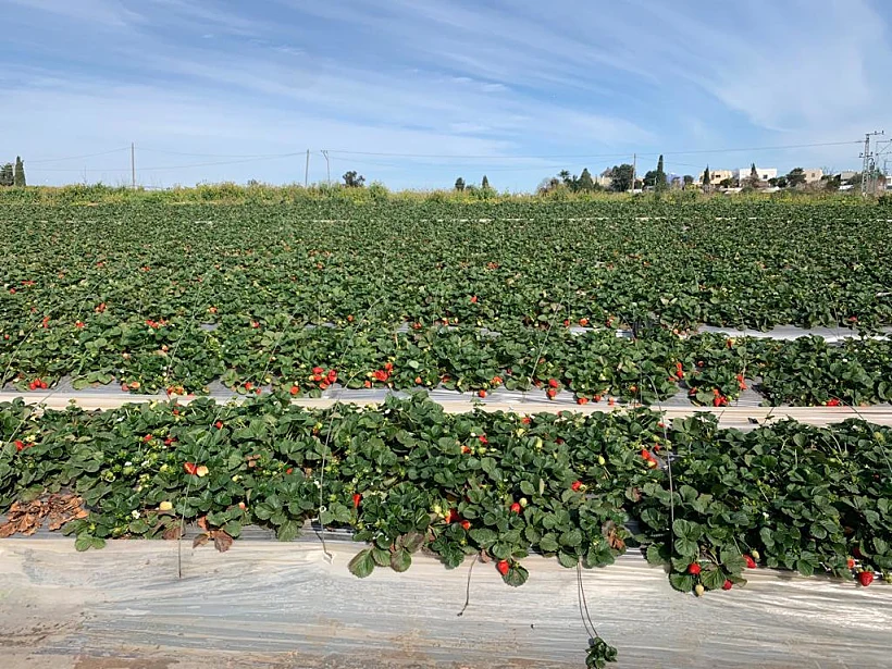 ''תות בשדה - משק אריאל''