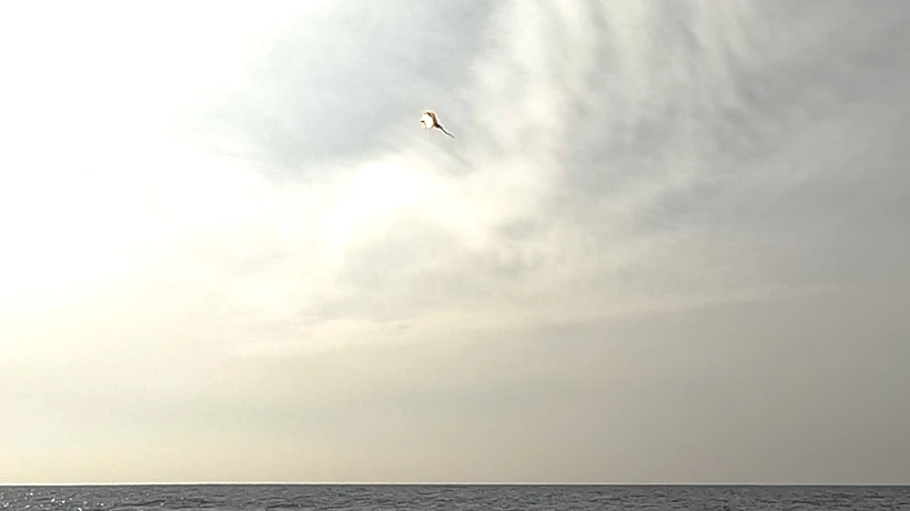 כיפת מגן ספינה ספינות חיל הים כיפת ברזל יירוט משרד הביטחון