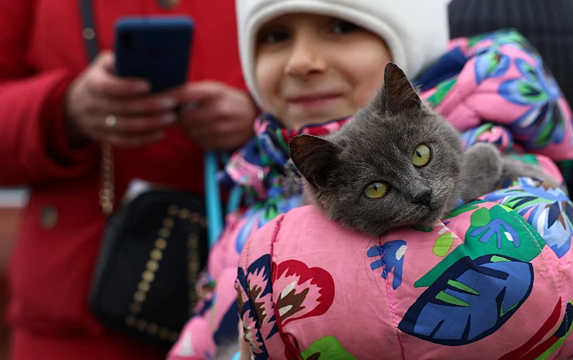 ילדה והחתול שלה לאחר שנמלטו מאוקראינה בפולין