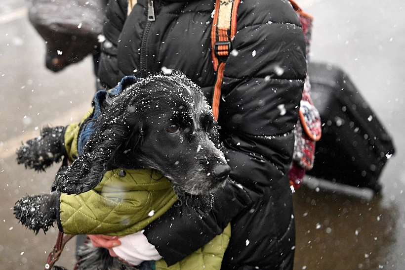 כלב עם בעליו במעבר הגבול מאוקראינה לרומניה