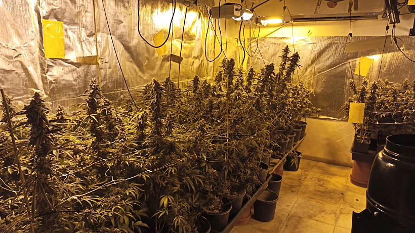 שתילי קנאביס שנתפסו במעבדה לגידול סמים בכפר ורדים